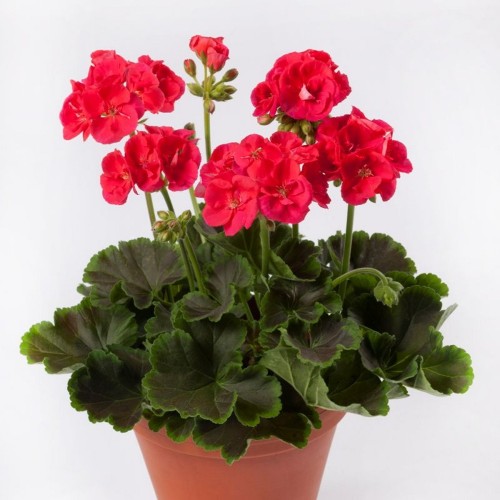Pelargonium 'Grandeur® Deco Choco Scarlet' - Pelargoon 'Grandeur® Deco Choco Scarlet' P9/0,55L     
